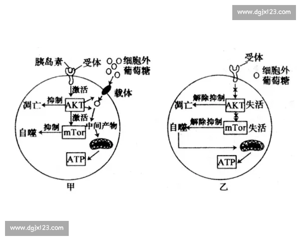 科学规划日常饮食实现高效蛋白补充与身体机能全面提升指南